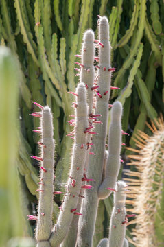 Cactus (Cleistocactus strausii)