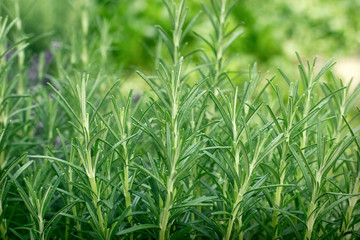 Organic rosemary in my garden - fresh spice