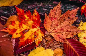 Autumn leaves maple red