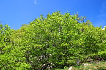 Beech forest with blue sky in background 