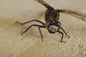 dragonfly on the board, top view