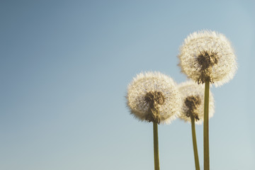 Dandelions with white fluffy seeds