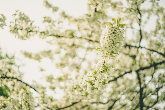 Blossom apple tree on springtime