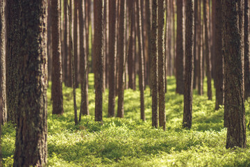 Untouched spruce pine forest