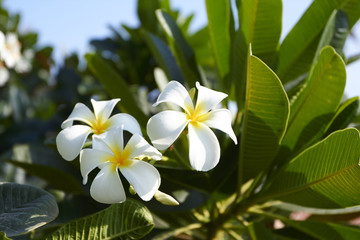 Fototapeta premium exotic flowers