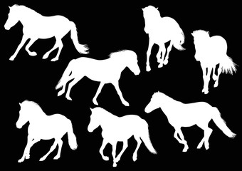 seven running white horses on black