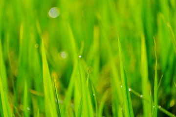 Natural green background.