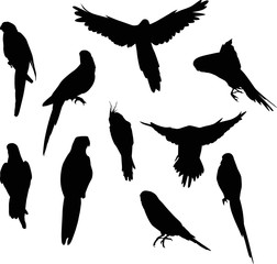 ten small black parrot silhouettes collection