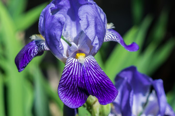 Schwertlilie Blüte © Animaflora PicsStock