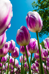 Tulip field in Keukenhof Gardens, Lisse, Netherlands