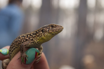 Lizard in hands