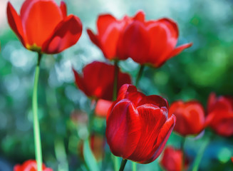 Red tulips on a spring flowerbed. Focus.