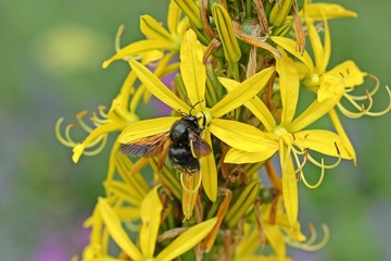 Männliche Große Blaue oder Violettflügelige Holzbiene (Xylocopa violacea) an Junkerlilie (Asphodeline lutea)