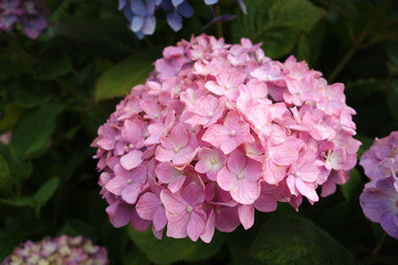 あじさい,