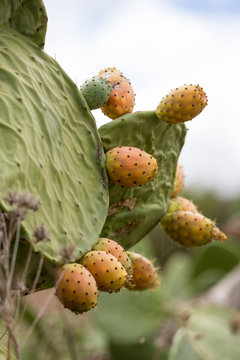 Opuntia ficus-indica is a species of cactus that has long been a domesticated crop plant important in agricultural economies throughout arid and semiarid parts of the world.