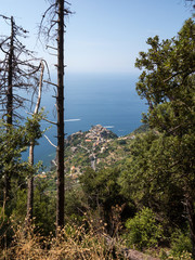 Corniglia dietro il bosco