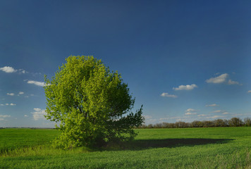 Fototapeta na wymiar lonely green tree on a green field