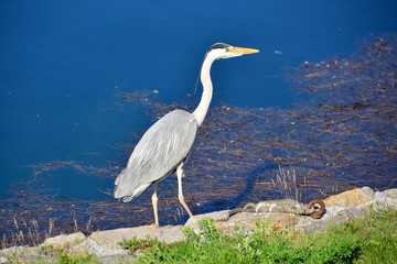 Graureiher am Seeufer