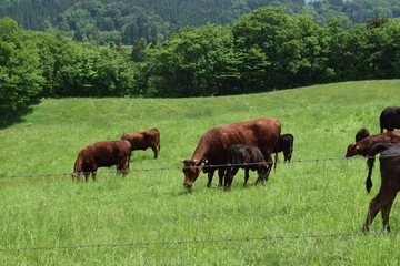 牛の放牧／山形県鶴岡市羽黒町川代にある月山高原牧場で、牛の放牧風景を撮影した写真です。この牧場は、約100haの緑のジュウタンが広がり、雄大な高原の中で牛や羊を眺められます。牛を放牧すると足腰が丈夫になる、広々とした牧場で運動することにより健全な牛になる、管理の手間が省ける、エサ代の削減など良いこと尽くしです。高原からの眺めは最高で、ひそかな観光ポイントになっています。