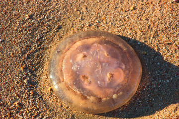 Jellyfishes on the sandy beach under the sun
