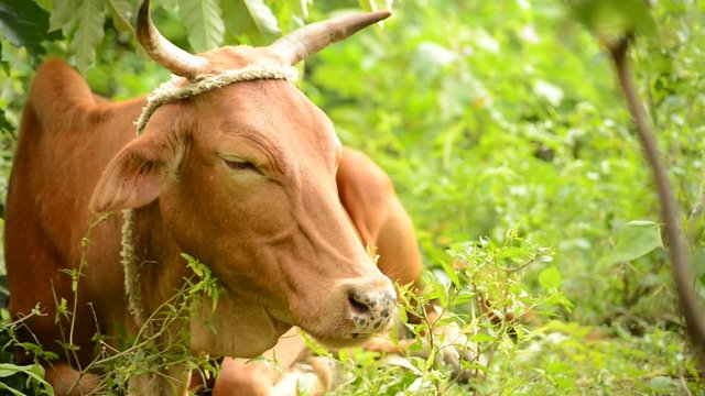 A cow lying on the pasture and chewing the cud