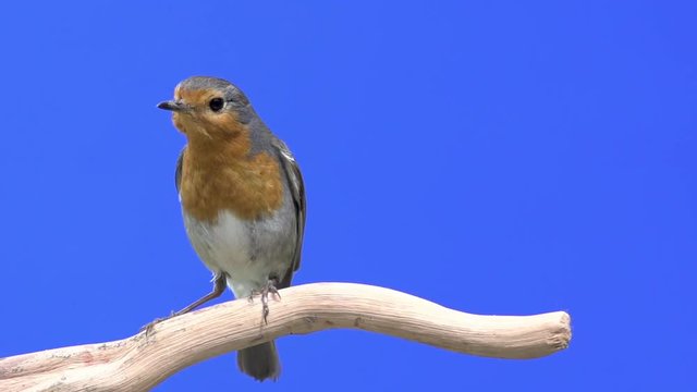 petirrojo volando a c&aacute;mara lenta sobre fondo croma