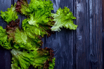 Fresh lollo rosso salad leaves