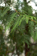 Fir tree close-up