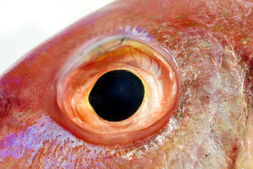 Close Up of Colourful Fish Eye ,beautiful color for background.