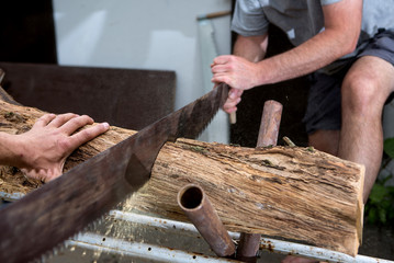 cutting trees for firewood, hand saw cutting 

