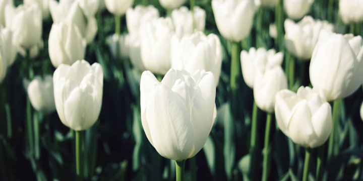 White tulips on the flowerbed. Aged photo. Macro. Spring floral background. White tulip flowers. Vintage effect. Closeup. White tulips on a nature background. Wide format.