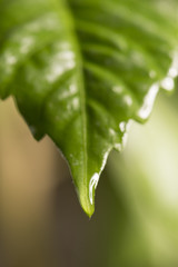 Nature detail of fresh green hibiscus leaf with water drops. Concept of freshness, growth and eco awareness.
