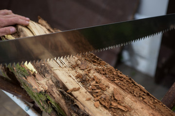 cutting trees for firewood, hand saw cutting
