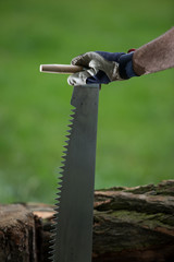 cutting trees for firewood, hand saw cutting
