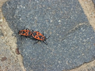 Paarung der Gemeinen Feuerwanze (Pyrrhocoris apterus)
