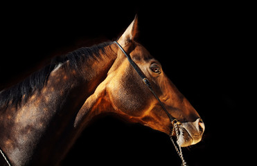 Fototapeta na wymiar beautiful portrait of bay purebred akhal-teke stallion at black