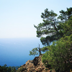 Obraz na płótnie Canvas View of Mediterranean Sea from Cape Gelidonya. Pine trees on the southern coast of Turkey. Calm blue sea and clear sky. Spring sunny day in Antalya province, Turkey.
