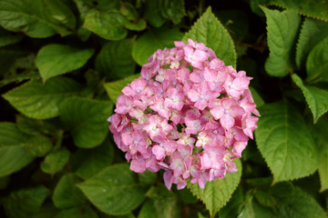 Fototapeta premium あじさい,