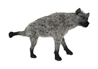 3D Rendering Hyena on White