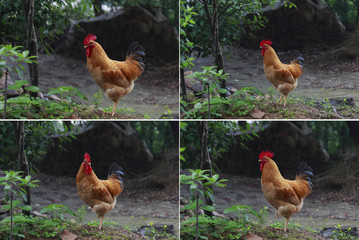 Rooster on nature background at collection