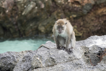 monkey on the rock . lonely monkey