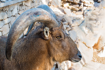 Moroccan Mouflon close up portrait