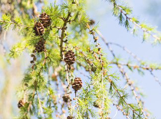 Nature in spring. Pine tree in springtime. Close up of nature detail. Vibrant colorful natural background. Concept of new life, wonders of nature, growth and vitality.