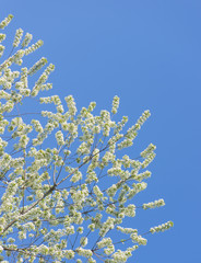 Nature in spring. Tree with fresh leaves and blue sky. Vibrant colorful nature detail. Concept of springtime, growth and vitality.