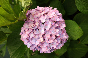 あじさい,