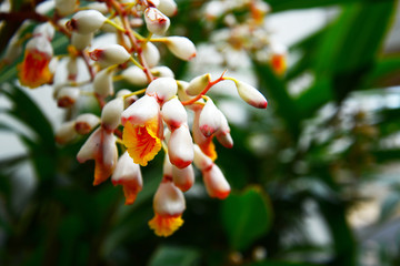 月桃の花