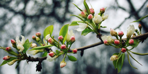 Apple flowers in bloom. Aged photo. Flowers bloom in spring season. Blossoming apple flowers in spring. Retro filter photo. Blossom apple tree. Vintage effect. Wide photo for wallpaper or site slider.