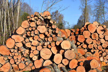 firewood log stack in spring