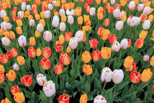Stunning array of bright and colorful tulips in meticulously landscaped garden.
