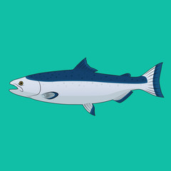 Salmon Fish Vector